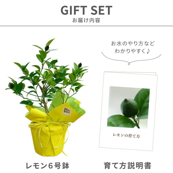 楽天市場 レモンの木 6 14 19お届け 父の日 鉢植え 花 ギフト 育てて収穫 レモンの木 鉢植え 6号 父の日ギフト 花 果樹 苗木 実付き フルーツ 鉢 花 栽培 家庭菜園 果樹苗 実のなる木 果実 果物 苗 お酒 お父さん 父親 誕生日 プレゼント 男性 60代