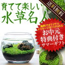 父の日ギフト『水草名人:癒しの達人』種から育てる水草、水槽セット、届いてすぐ育てられる