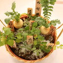正月に『春の七草』寄せ植え 七草 お正月に お歳暮に 年賀の挨拶に ご自宅用に 暮れのごあいさつに