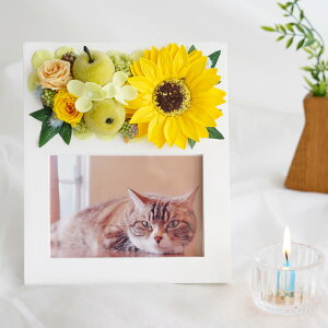 ytwz ybg  蕨 tHgt[ w A tHgX^h x ފ   ybg{ ʐ^  AObY e vU[uht[ \[vt