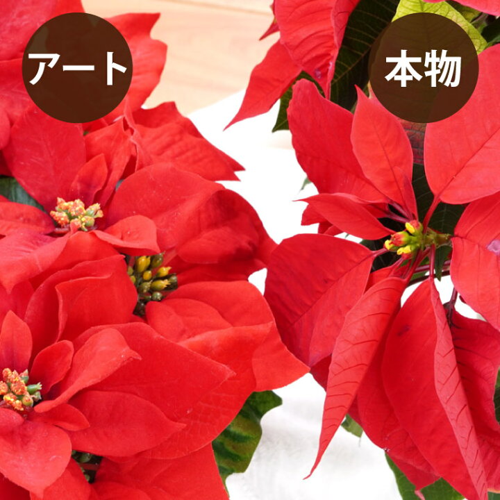 楽天市場 あす楽16時まで ポインセチア 造花 リース 玄関 おしゃれ ポインセチア ゴールド クリスマスリース 40cm ウェルカムリース 冬 屋外 ドア 玄関飾り 北欧 アーティフィシャルフラワー 誕生日 ギフト 還暦祝い 女性 母 義母 赤 ツリー 美容室 開店祝い