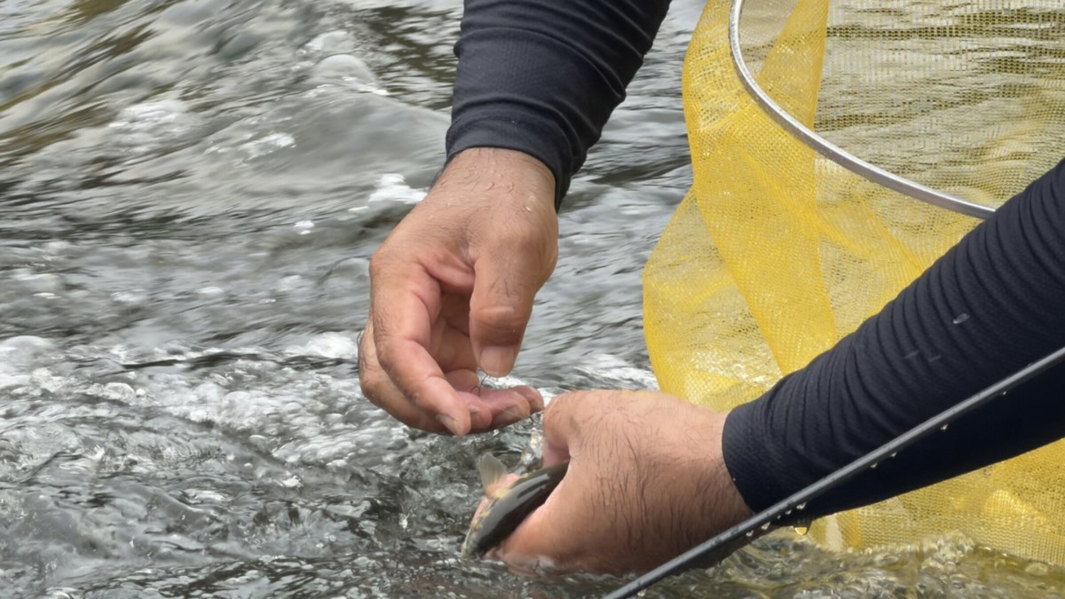 釣り上げた天然鮎の身を傷めないよう丁寧に扱う鮎釣り師の手元