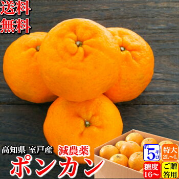 高知県室戸産減農薬ぽんかん5kgご贈答用2L/Lサイズの大玉平均糖度16-18度!澤村さんの高濃度ポンカンA品特秀品ギフト濃厚樹上完熟送料無料