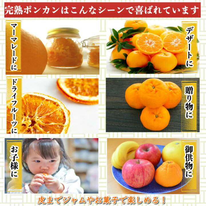 Sale 90 Off H 海のミネラルをたっぷり含んだ甲浦のポンカン 5kg 訳あり Www Tsujide Co Jp