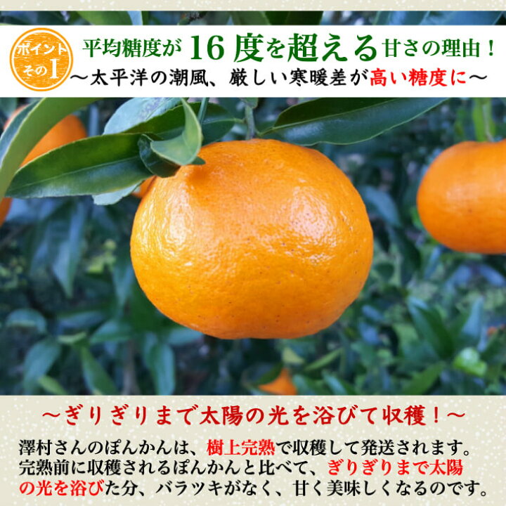 楽天市場 糖度16度 減農薬 ぽんかん 約５kg 訳あり品 高知県 室戸産 澤村さんの完熟ポンカン 濃厚 樹上完熟 送料無料 土佐カツオとうなぎ通販 池澤鮮魚