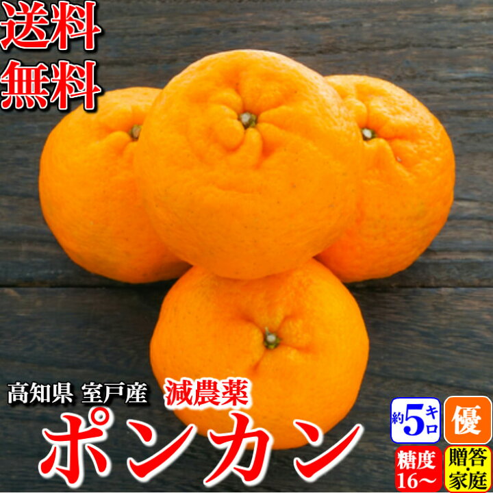 楽天市場 糖度16度 減農薬ぽんかん 約５kg 贈答 家庭用 高知県 室戸産 澤村さんの完熟ポンカン 濃厚 樹上完熟 送料無料 土佐カツオとうなぎ通販 池澤鮮魚