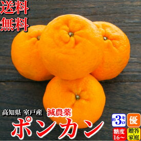 ＼2月中旬発送予約／ 糖度16度 減農薬ぽんかん 約3kg 贈答・家庭用 高知県 室戸産 澤村さんの完熟ポンカン 濃厚 樹上完熟 送料無料