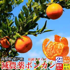 ＼2月中旬発送予約／ 糖度16度 減農薬 ぽんかん お試し 2kg 訳あり品 サイズ混合 糖度16度 高知県 室戸産 澤村さんの完熟ポンカン 濃厚 樹上完熟 送料無料