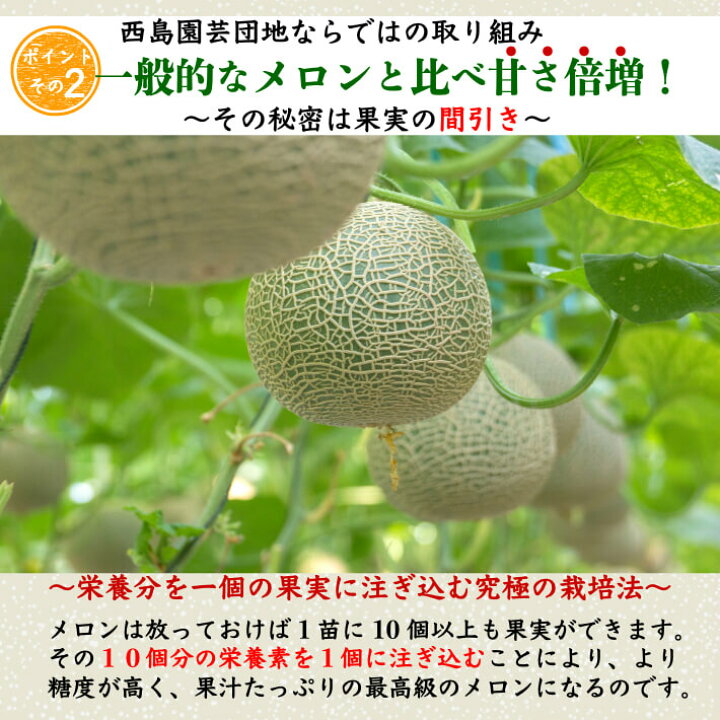楽天市場 ギフト 高知県産 マスクメロン スイカセット 土佐の楽園 大玉 お取り寄せ 誕生日 贈答 高級 フルーツ 果物 送料無料 土佐カツオとうなぎ通販 池澤鮮魚 楽天市場 ギフト 高知県産 マスクメロン スイカセット 土佐の楽園 大玉 お取り寄せ 誕生日 贈答 高級 フルーツ 果物 送料無料 土佐カツオとうなぎ通販 池澤鮮魚