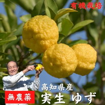 楽天市場】柚子の実（フルーツ・果物｜食品）の通販 
