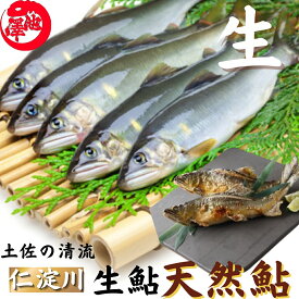 ＼6月中旬発送予約／ 冷凍していない生鮎 鮎 高知県 仁淀川 天然鮎 友釣り鮎 お中元 御中元 誕生日 プレゼント ギフト お祝い 贈答用 お取り寄せ お取り寄せグルメ 送料無料