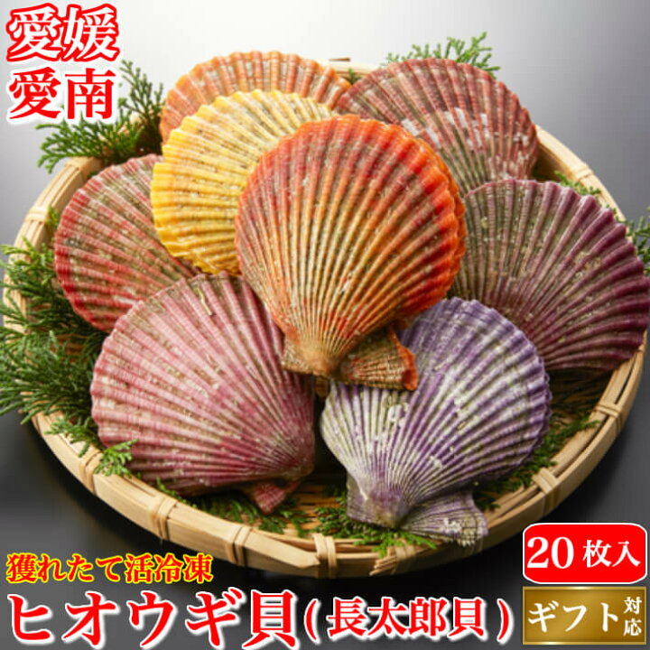 楽天市場 ホタテより濃厚 ヒオウギ貝 緋扇貝 枚 長太郎貝 愛媛県産 送料無料 冷凍便 ギフト グルメ お祝い q 海鮮 海産物 土佐カツオとうなぎ通販 池澤鮮魚