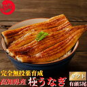 高知県産 うなぎ 蒲焼き 5尾セット 国産 完全無投薬 仁淀ブルーで育った鰻 秘伝のタレ 仁淀川 土用の丑 誕生日 プレゼント 父の日 お中元 御中元 ギフト お祝い 贈答用 お取り寄せ お取り寄せグルメ 送料無料 最強翌日配送