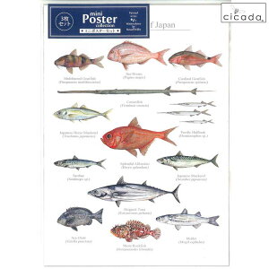 y30 Si |Cg 2{z cicada ~j|X^[ {̊C̋ 3Zbg Poster cllection Marine Fish of Japan bZ EBX ڑ  I  T ȃN }  ɓ É yY M