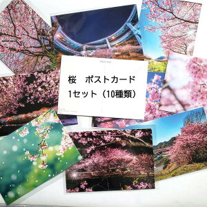 ySS SiőP23{ zz  |XgJ[h 101Zbg i͂ G͂ nKL t 䂤pPbg sN sakura  TN A[g  t[ piG [ | 