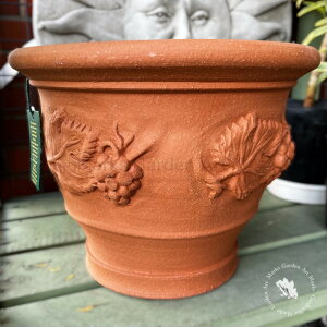 ypWhichford Trailing Vine Pot EBb`tH[h gCO @C |bgz
