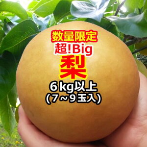 wIBigx 7`9 (6kg)  äYnuv蔭IY Mtg v[g ʕ  t[c lߍ킹 a av[g j oYj  i