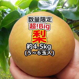 wIBigx 5`6 (4.5kg)  äYnuv蔭IY Mtg v[g ʕ  t[c a j  j HMtg  蕨  @ 