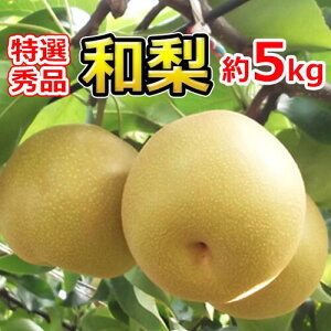 Gi 7`20(5kg) Ynuv蔭I Y Mtg v[g ʕ  t[c lߍ킹 a av[g j oYj  ii lC 䋟 @ @v Zb
