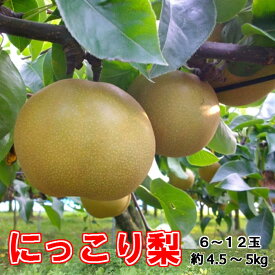 特選 にっこり 梨 6〜12玉 (約4.5〜5kg) 産地「茨城」より発送！ 産直 ギフト プレゼント 果物 くだもの フルーツ お祝い お礼 お見舞い 御見舞 退院祝い 快気祝い 快気内祝 ご挨拶 誕生日プレゼント 内祝 志 寸志 粗品 法事 法要 供物 御供 ゴルフコンペ 賞品 懸賞品 景品