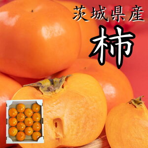 錧Y ` 10`18 (3kg)  Y Mtg v[g ʕ  t[c a av[g j  j  Cj oYj 蕨  䋟 @ @v 