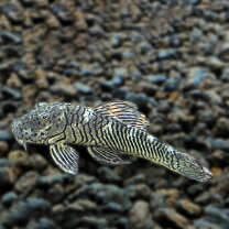楽天市場】タイガープレコ（熱帯魚・アクアリウム｜ペット・ペット 