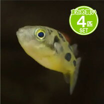 楽天市場】アベニー パファー 飼育 セット（ペット・ペットグッズ）の通販