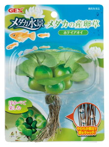 WFbNX_J̎YzeCAIC [trmt]