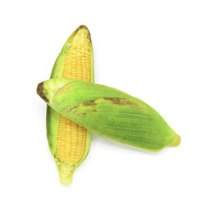 犬用品おもちゃぬいぐるみとうもろこしブーブー出る