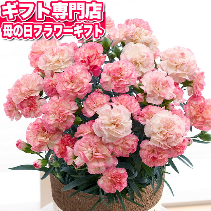 楽天市場 母の日専用ギフト カーネーション鉢植え お花 カーネーション フロリアーヌ 5号鉢 鉢植え 送料無料 直送 フラワーギフト 人気 ５号 お花 鉢花 鉢植え 生花 メッセージカード 母の日 プレゼント Giftfield Marry ギフト 雑貨