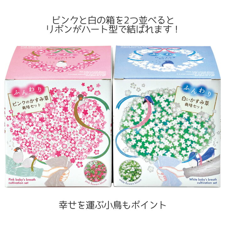 楽天市場】【100円クーポン有】ふんわりかすみ草栽培セット ピンク 白 