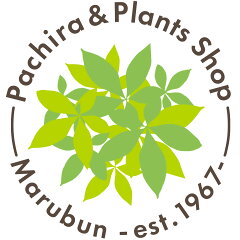 パキラと観葉植物専門店 Marubun