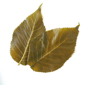 y①iztE̗tiЁjy50z TN   