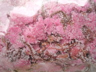 国産 桜の花塩漬け【100g】桜 サクラ さくら