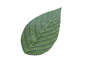 lHtE̗ti킩΃~l[gjy500z񂹏i TN     aَq aH