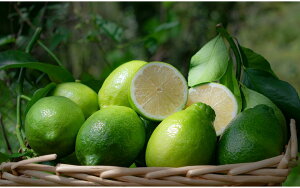 O[@Y@nEX͔|@500gi4ʁ`5ʁj