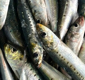 鳥取県産 イワシ 約130g×4尾入