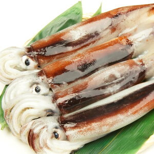 茧Y@XCJ@2t@350g@H@hg@ނ