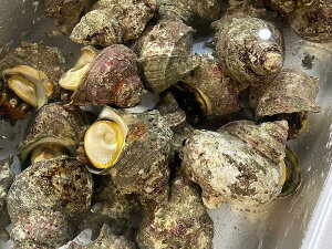 山口県産他 活サザエ 中サイズ 約1kg(10個前後)