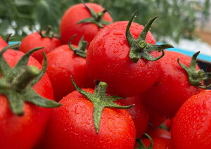 kCY ~fBAt@Sbz (ʃg}g) 1KG