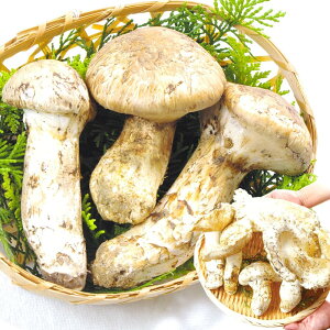 Ji_Y i܂ELjtbV}c^P 󂠂JEKiE傫܂yzH̖o тɁI荂^ yr ĂɂI