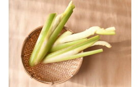【愛媛県産/産地直送】マコモタケ 皮むき 約1kg （12本前後）新鮮出荷 マコモ茸 野菜 国産 まこもだけ しゃきしゃき 食物繊維 旬の味覚