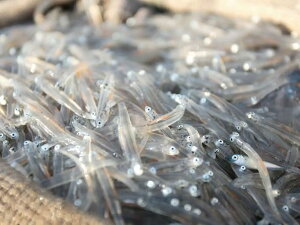 QY Ⓚ 炷 50g×10pbN