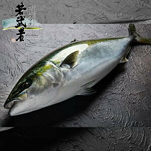 大分県産 豊後ハマチ 若武者(カマ無しフィレ) 約1KG