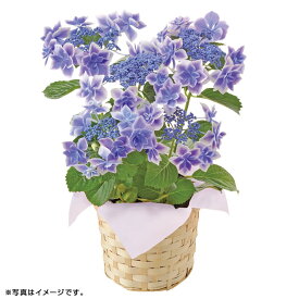 楽天市場 こんぺいとう あじさいの通販 楽天市場 こんぺいとう あじさいの通販