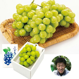 ぶどう　葡萄　山梨県産古屋さんたちのシャインマスカット1房500g秀品1房（220_梨23）