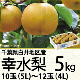 千葉県産白井地区産幸水梨5kg5L〜4L10玉〜12玉（220_梨26）