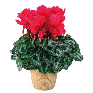 Ε@VNwVgEXxi220_25~j