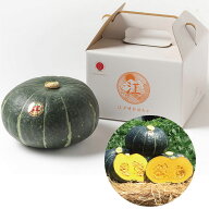 ポイント10倍＜6/4 20：00〜6/11 0：59＞お中元　ギフト　茨城県産（JA稲敷中部支店）江戸崎かぼちゃ 202…