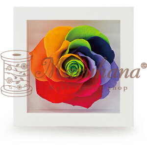 �A���J���V�F�� S�u���� �N���A�P�[�X����/�v���U�[�u�h���[�Y/�o��/���C���{�[/�ؐ��t���[��/�v���U�[�u�h�t�����[